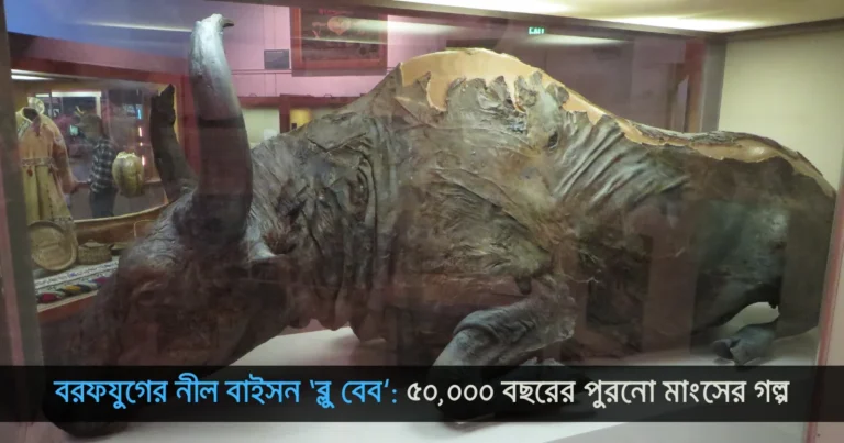 বরফযুগের নীল বাইসন ‘ব্লু বেব’: ৫০,০০০ বছরের পুরনো মাংসের গল্প